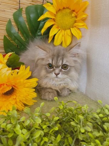 エキゾチックロングヘアー