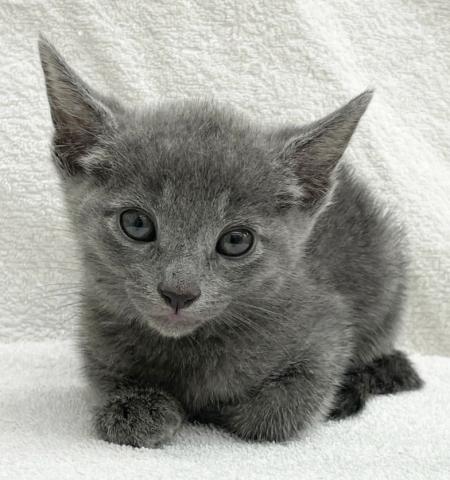かねだい 横浜店 神奈川県 子犬や子猫たちのペット販売情報が満載 ペットステーション かねだい 横浜店 神奈川県 子犬や子猫たちのペット販売情報が満載 ペットステーション