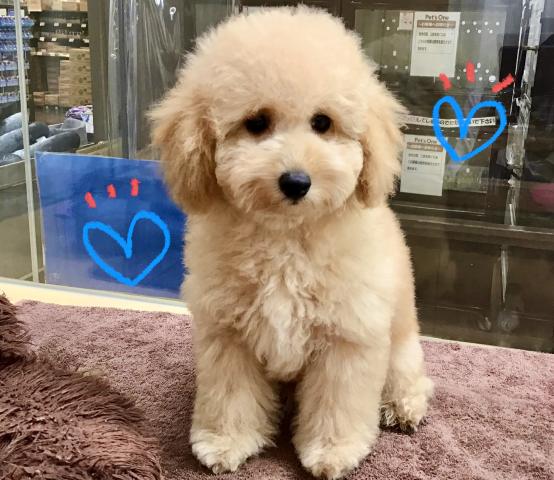 オカヤドカリ 子犬や子猫たちのペット販売情報が満載 ペットステーション オカヤドカリ 子犬や子猫たちのペット販売情報が満載 ペットステーション