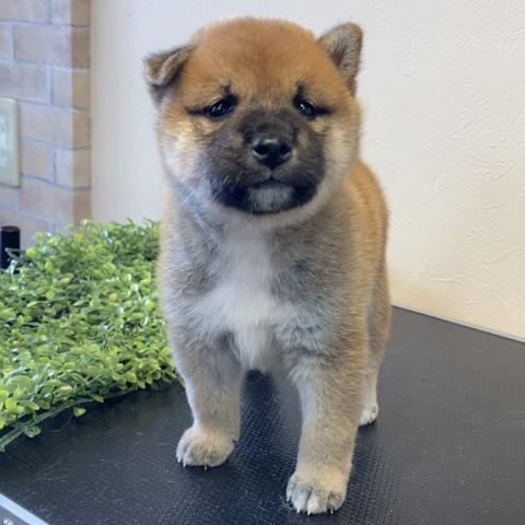 柴犬