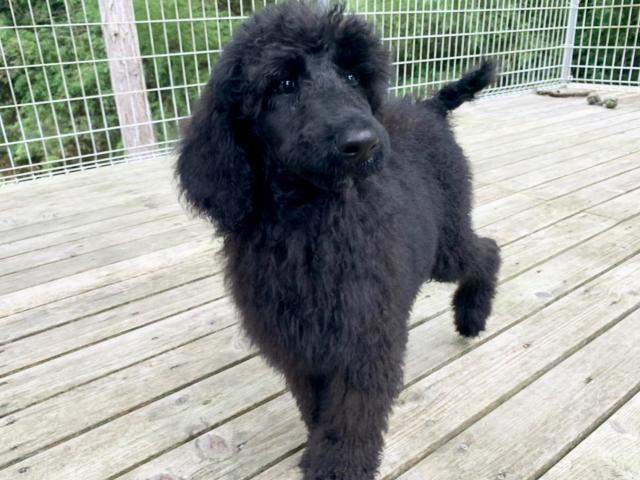 スタンダードプードル