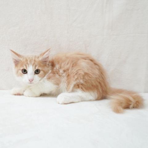 ノルウェージャンフォレストキャット