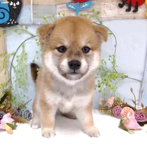 柴犬