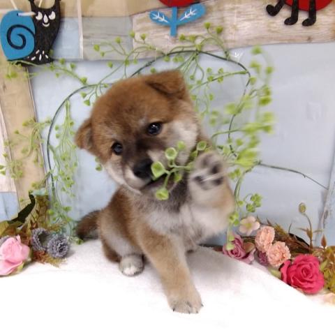 柴犬