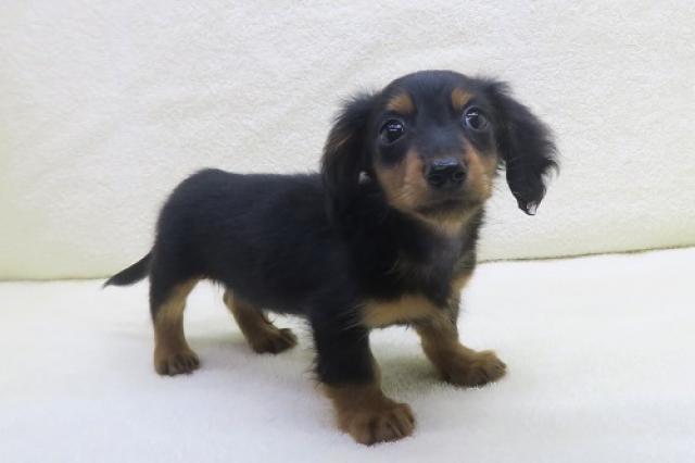 かねだい海老名店 神奈川県 子犬や子猫たちのペット販売情報が満載 ペットステーション かねだい海老名店 神奈川県 子犬や子猫たちのペット販売情報が満載 ペットステーション