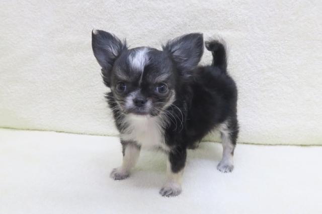 かねだい海老名店 神奈川県 子犬や子猫たちのペット販売情報が満載 ペットステーション かねだい海老名店 神奈川県 子犬や子猫たちのペット販売情報が満載 ペットステーション
