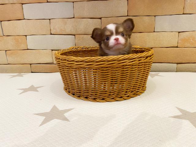 チワワ（ロングコート）