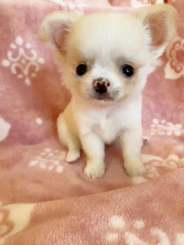 チワワ（ロングコート）