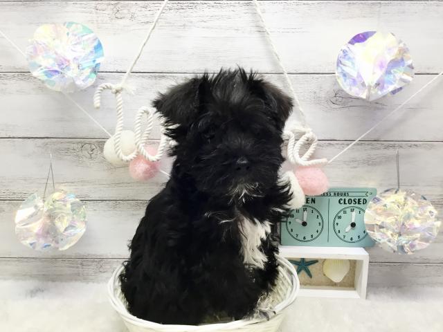 ミニチュアシュナウザー