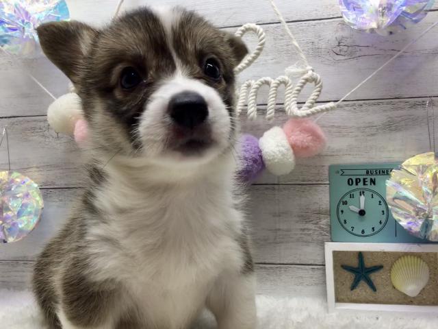 ウェルシュコーギーペンブローク