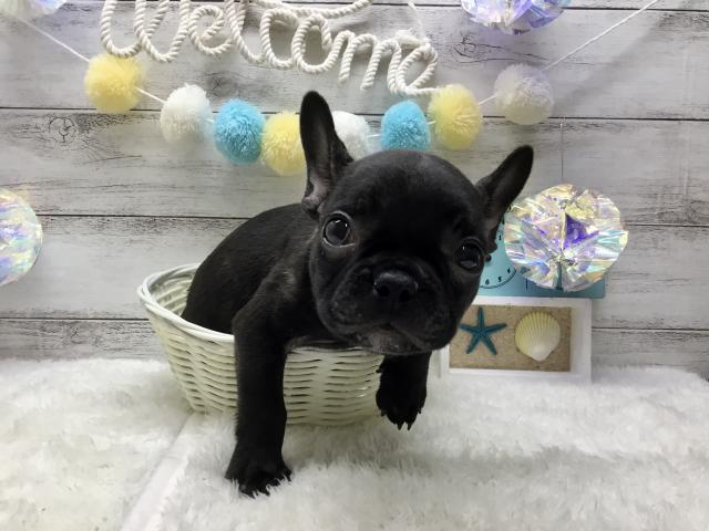 フレンチブルドッグ