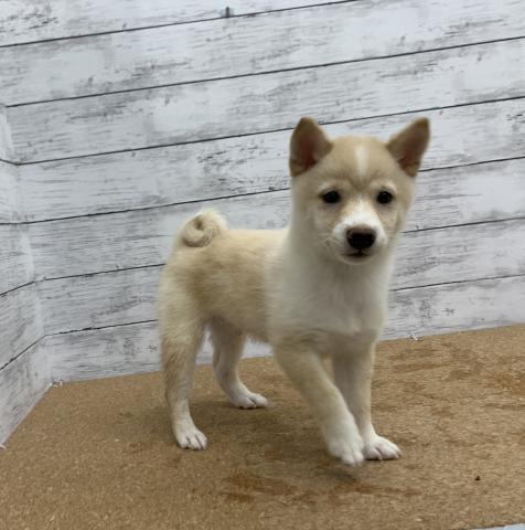 ペットアミ 野田店 千葉県 子犬や子猫たちのペット販売情報が満載 ペットステーション