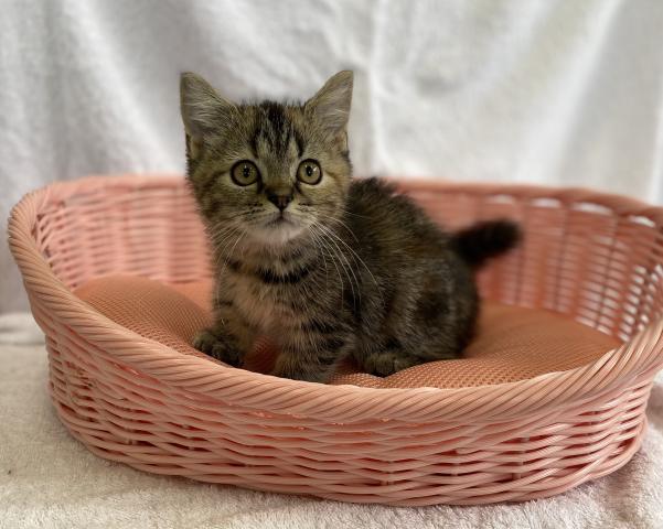 ミヌエット（旧ナポレオン）