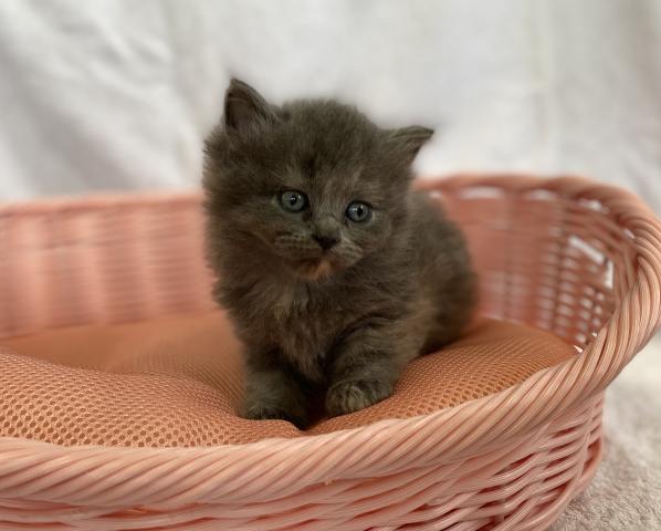 スコティッシュフォールド