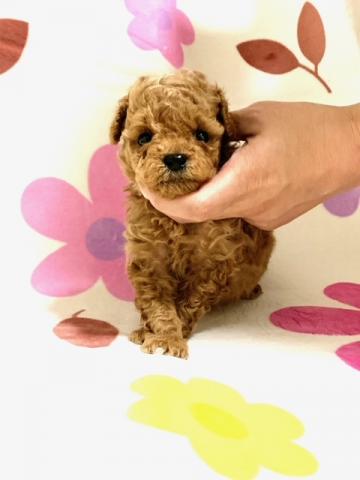 MIX❤️チワプーくん❤️