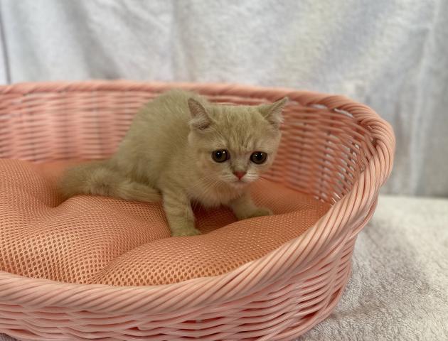 アメリカンカール