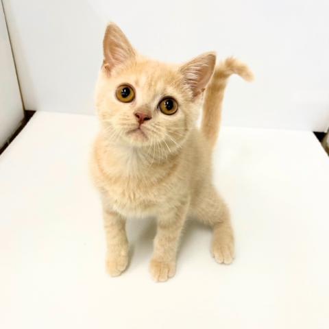 ブリティッシュショートヘア