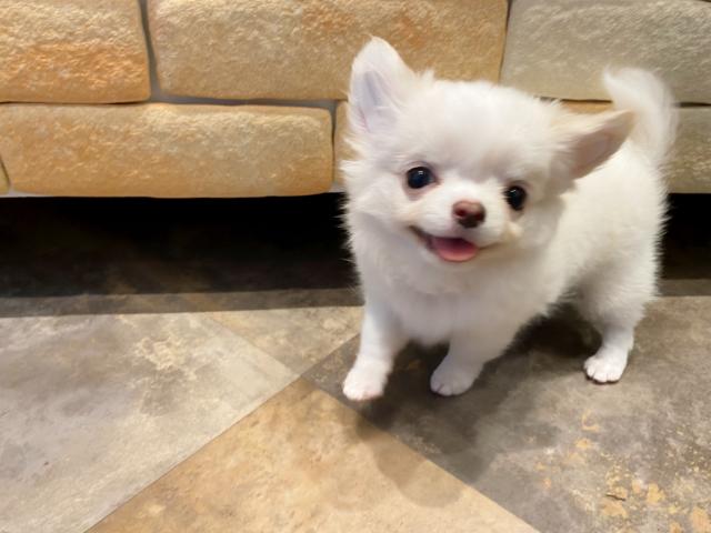 チワワ（ロングコート）