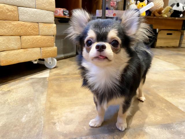 チワワ（ロングコート）