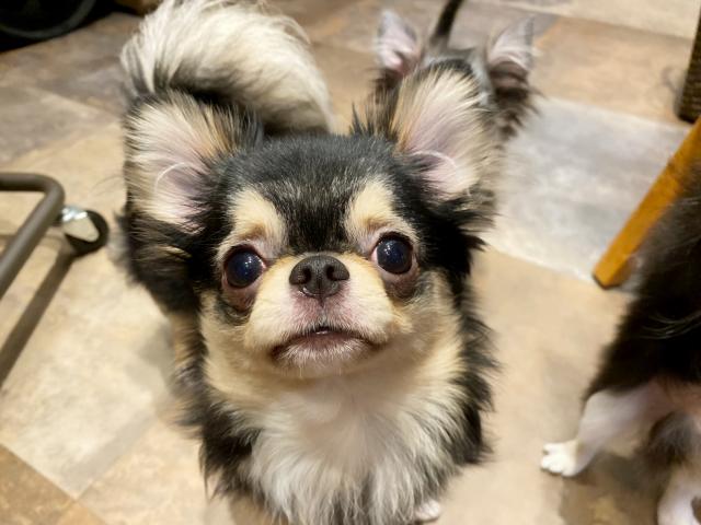 チワワ（ロングコート）