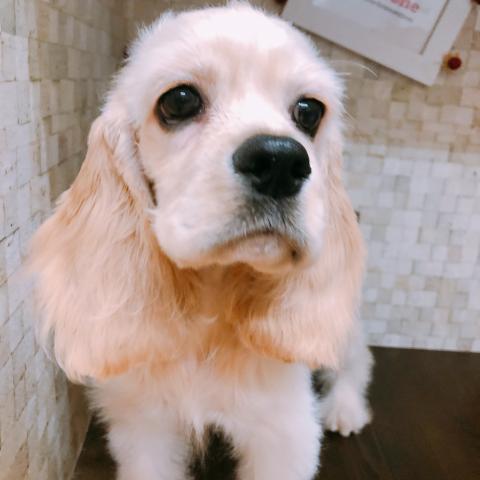 アメリカンコッカースパニエル