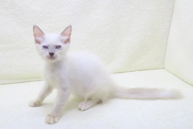 かねだい海老名店 神奈川県 子犬や子猫たちのペット販売情報が満載 ペットステーション かねだい海老名店 神奈川県 子犬や子猫たちのペット販売情報が満載 ペットステーション