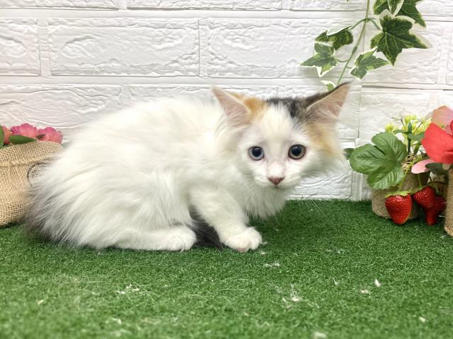 ノルウェージャンフォレストキャット