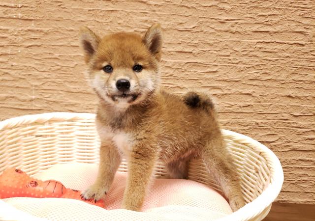 柴犬