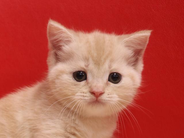 スコティッシュフォールド