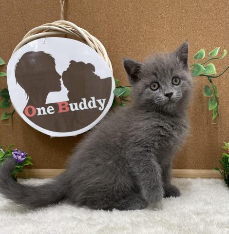 One Buddy新船橋店 千葉県 子犬や子猫たちのペット販売情報が満載 ペットステーション