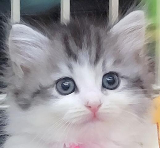 サイベリアン💟やや