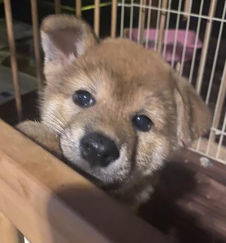 柴犬