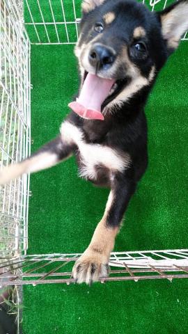 柴犬（豆柴）