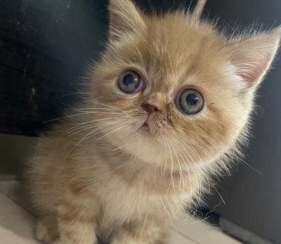 エキゾチックショートヘアー