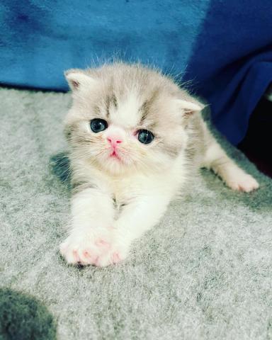 ミヌエット（旧ナポレオン）