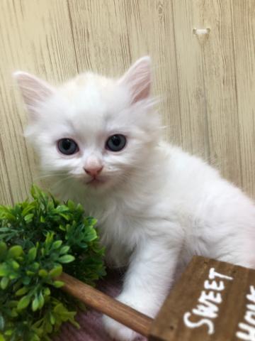 ラガマフィン