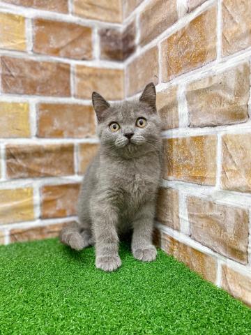 ブリティッシュショートヘア