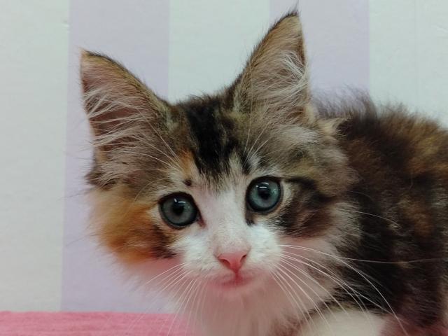 ノルウェージャンフォレストキャット
