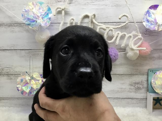 ラブラドールレトリーバー