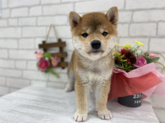 柴犬