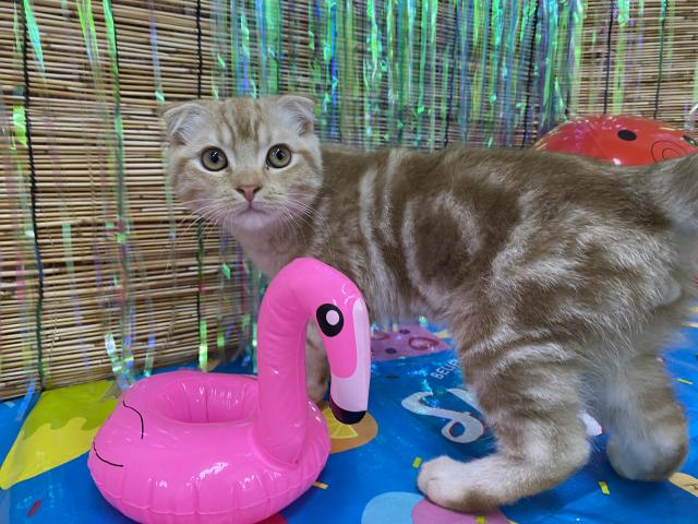 スコティッシュフォールド