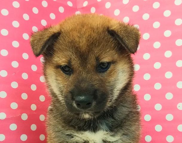 柴犬