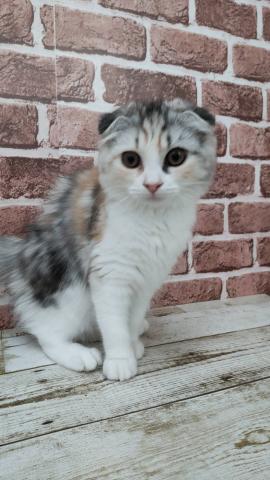 スコティッシュフォールド