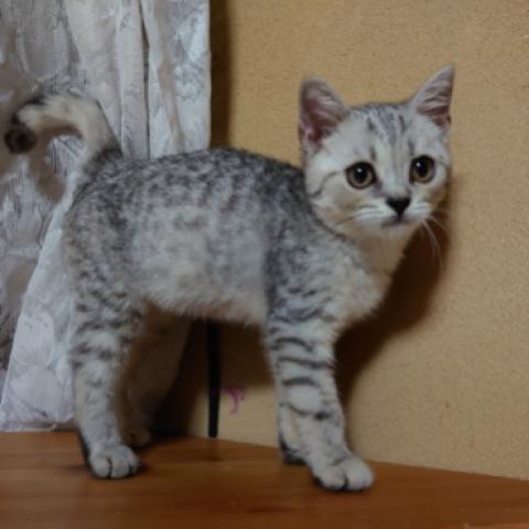 スコティッシュフォールド