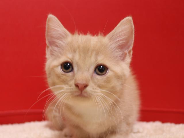 スコティッシュフォールド