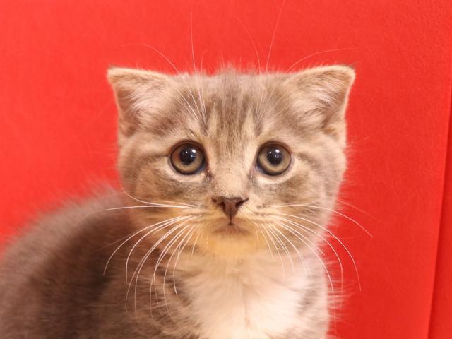 スコティッシュフォールド