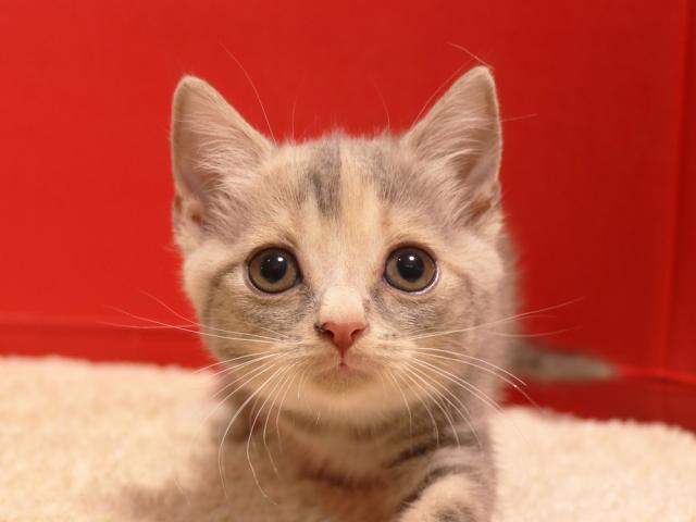 スコティッシュフォールド