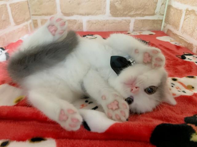 ミヌエット（旧ナポレオン）長足くんଘ(੭ˊ꒳​ˋ)੭✧