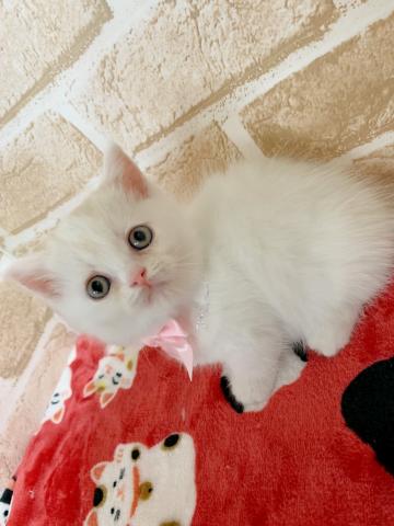 ミヌエット（旧ナポレオン）短足ちゃん(＾ω＾)