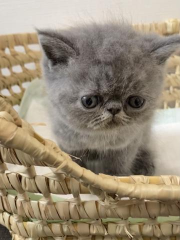 エキゾチックショートヘアー